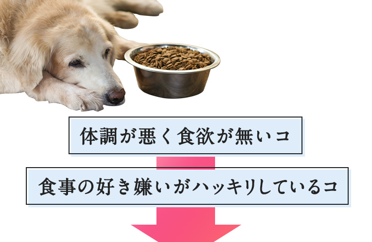 メディカルワン 愛犬のトータルケアサプリメント メディカルワン