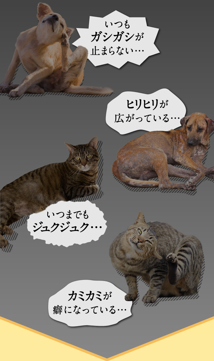 いつもガシガシが止まらない… ヒリヒリが広がっている… いつまでもジュクジュク… カミカミが癖になっている…