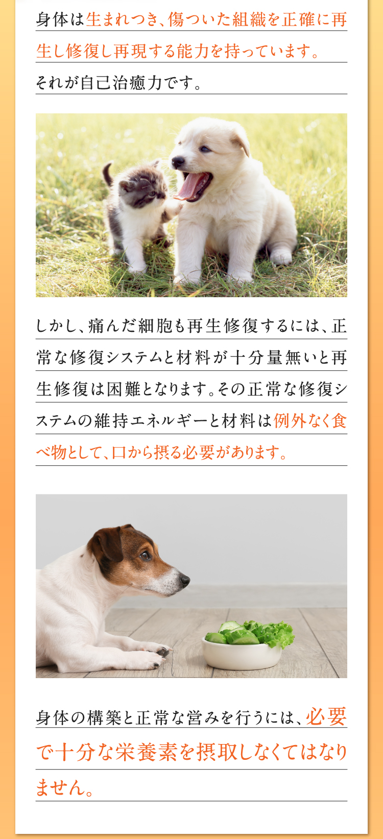 身体は生まれつき、傷ついた組織を正確に再生し修復し再現する能力を持っています。それが自己治癒力です。しかし、痛んだ細胞も再生修復するには、正常な修復システムと材料が十分量無いと再生修復は困難となります。その正常な修復システムの維持エネルギーと材料は例外なく食べ物として、口から摂る必要があります。身体の構築と正常な営みを行うには、必要で十分な栄養素を摂取しなくてはなりません。