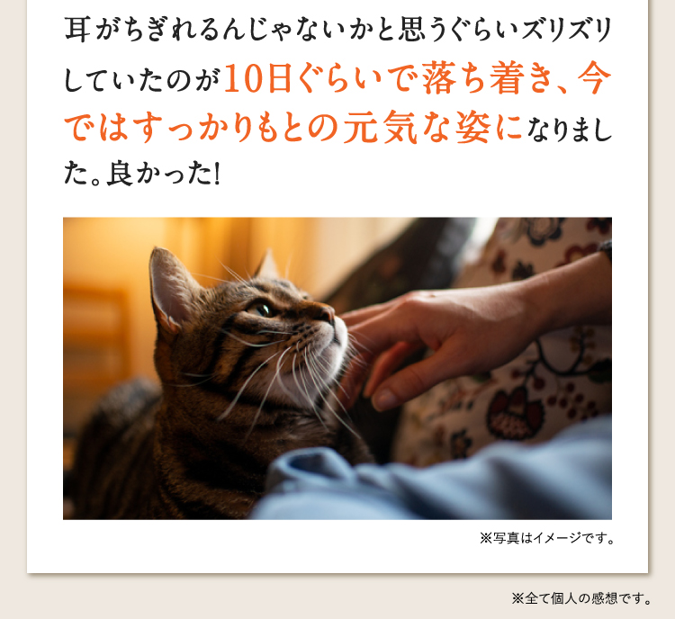 耳がちぎれるんじゃないかと思うぐらいズリズリしていたのが10日ぐらいで落ち着き、今ではすっかりもとの元気な姿になりました。良かった！