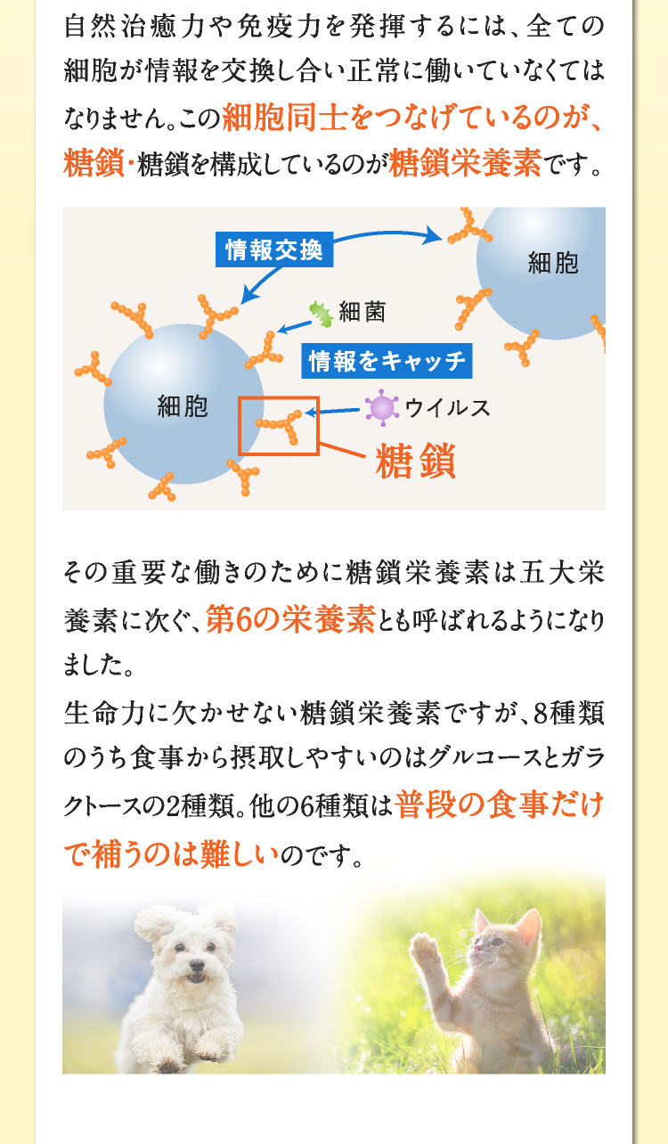 自然治癒力や免疫力を発揮するには、全ての細胞が情報を交換し合い正常に働いていなくてはなりません。この細胞同士をつなげているのが、糖鎖・糖鎖を構成しているのが糖鎖栄養素です。その重要な働きのために糖鎖栄養素は五大栄養素に次ぐ、第6の栄養素とも呼ばれるようになりました。生命力に欠かせない糖鎖栄養素ですが、8種類のうち食事から摂取しやすいのはグルコースとガラクトースの2種類。他の6種類は普段の食事だけで補うのは難しいのです。