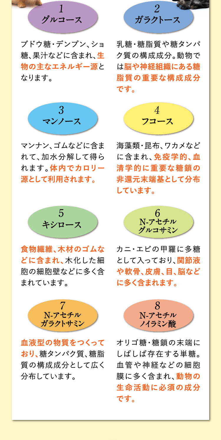 1.グルコース ブドウ糖・デンプン、ショ糖、果汁などに含まれ、生物の主なエネルギー源となります。 2.ガラクトース 乳糖・糖脂質や糖タンパク質の構成成分。動物では脳や神経組織にある糖脂質の重要な構成成分です。 3.マンノース マンナン、ゴムなどに含まれて、加水分解して得られます。体内でカロリー源として利用されます。 4.フコース 海藻類・昆布、ワカメなどに含まれ、免疫学的、血清学的に重要な糖鎖の非還元末端基として分布しています。 5.キシロース 食物繊維、木材のゴムなどに含まれ、木化した細胞の細胞壁などに多く含まれています。 6.N-アセチルグルコサミン カニ・エビの甲羅に多糖として入っており、関節液や軟骨、皮膚、目、脳などに多く含まれます。 7.N-アセチルガラクトサミン 血液型の物質をつくっており、糖タンパク質、糖脂質の構成成分として広く分布しています。 8.N-アセチルノイラミン酸 オリゴ糖・糖鎖の末端にしばしば存在する単糖。血管や神経などの細胞膜に多く含まれ、動物の生命活動に必須の成分です。