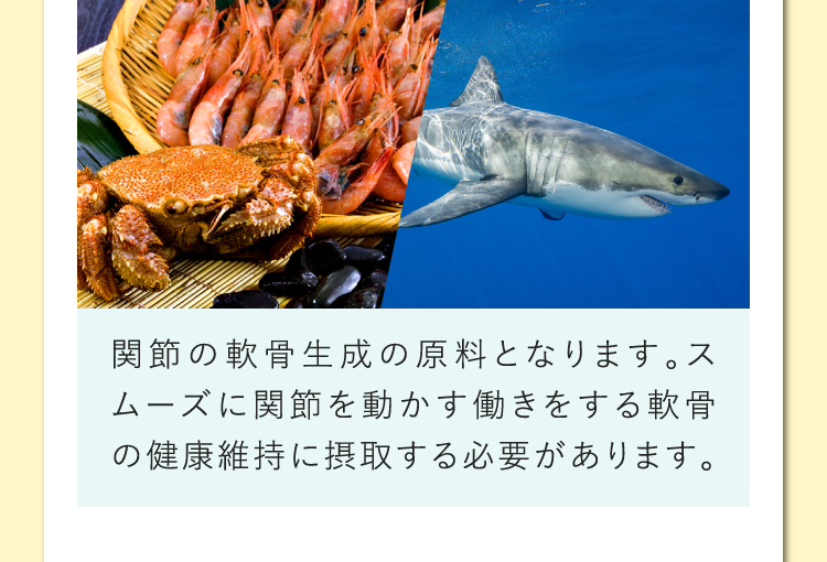 関節の軟骨生成の原料となります。スムーズに関節を動かす働きをする軟骨の健康維持に摂取する必要があります。