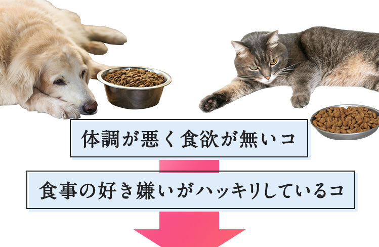 体調が悪く食欲が無いコ